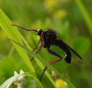 La Dasypogon diadema