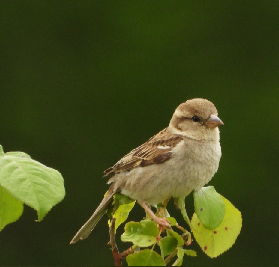 Moineau domestique femelle